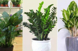 Nhà giàu không bao giờ tiết lộ loại cây cảnh trồng ban công chiêu tài dụ lộc, tiền bạc ùn ùn kéo đến