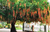 Tổ tiên căn dặn: Trước nhà cứ trồng 6 loại cây này, tài lộc dồi dào, con cháu đời đời phú quý