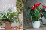 5 cây cảnh hút bụi mịn cực tốt lại vượng phong thủy: Trồng trong nhà vừa sạch lại chiêu tài lộc
