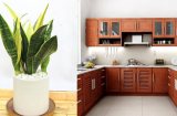 5 loại cây tượng trưng cho Phúc - Lộc - Tài, đem trồng trong bếp gia đạo càng hưng thịnh