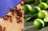 9 cách đuổi kiến ra khỏi nhà vĩnh viễn, dễ làm lại vô cùng hiệu quả