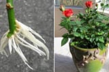 Mách bạn cách trồng hoa hồng đơn giản tại nhà, không tốn kém, ra nhiều hoa chỉ sau 1 tháng