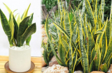5 loại cây phong thủy đuổi vận đen: Tháng cô hồn nên đặt 1 chậu trong nhà