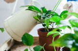 Cho cây cảnh 'uống' đều 2 loại nước này, cây phát triển ầm ầm, hoa lá tươi tốt quanh năm