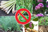 3 loại cây rắn mê như điếu đổ muốn bình an dẹp bỏ càng sớm càng tốt, 2 loại cây đuổi rắn đi xa