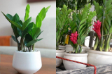 3 loại cây nghe tên đã thấy tiền, nhà giàu rất thích trồng trong nhà