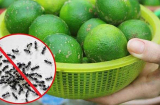 10 cách đuổi kiến ra khỏi nhà vĩnh viễn, vừa đơn giản lại rẻ tiền, ai cũng làm được