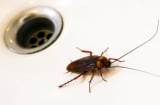 5 mẹo hay ngăn gián chui từ cống lên vào mùa mưa