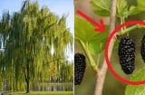 Tổ tiên truyền dạy: '5 loại cây trồng trong dương trạch, không nghèo khó cũng bại vong', đó là 5 cây gì?