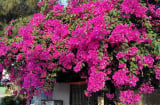 Tưới thứ gia vị này vào đất, hoa giấy không bao giờ vàng lá, hoa nở rộ quanh năm