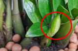 5 loại cây cực hiếm nở hoa, nhưng đã nở là có 'điềm' cho gia chủ, tài lộc hưởng no nê