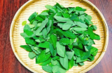Rau ngót mua về nhớ làm điều này đầu tiên, để cả tuần vẫn tươi ngon