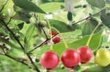 Một loại quả mọc đầy ven đường không chỉ thơm ngon mà còn có vô vàn lợi ích