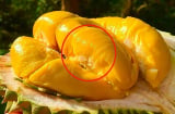 Người trồng sầu riêng lâu năm nói nhỏ: Muốn ăn quả béo ngậy chín đều, hạt lép thì phải nhìn chỗ này