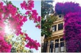 Hoa giấy chỉ tưới nước lã chưa đủ: Thêm vài thìa này vào, hoa nở rộ, lá xanh tươi quanh năm