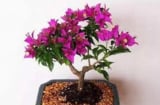 Trồng hoa giấy trong chậu rất đơn giản, làm theo cách này sau ít ngày cây bắt đầu vươn lá, nở hoa 'tưng bừng'