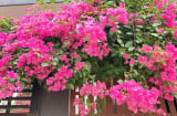 Hoa giấy chỉ tưới nước lã chưa đủ: Hòa gia vị này vào gốc, cây không bao giờ vàng lá, hoa nở quanh năm
