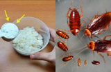 Lấy cơm nguội trộn với thứ này rồi để ở góc nhà, đuổi sạch cả đàn gián: Hiệu quả mà ít người biết