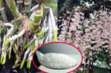 Lan vàng lá suy dinh dưỡng tưới thứ gia vị này vào xanh tươi hoa tuôn như suối, rực rỡ cả năm