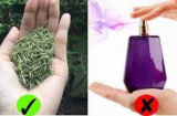5 loại lá càng dùng Sh88bet đăng ký miễn phí càng thơm ngát: Chị em không cần dùng nước hoa vẫn khử mùi hiệu quả