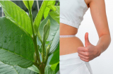 5 mẹo uống nước lá ổi giảm cân, giảm mỡ thừa mà các nàng nên biết