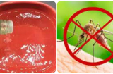 Đặt bát nước này cạnh giường, muỗi không dám bén mảng vào phòng, cả nhà yên tâm ngủ ngon