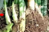 Trên cây lưỡi hổ có một 'cơ quan ẩn', chăm sóc đúng cách chồi non đâm tua tủa, dễ ra hoa