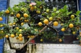 Người xưa nói trồng 6 cây này trong dương trạch, đời đời thịnh vượng: Đó là những cây gì?