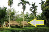 Người xưa nói 'nhà to hay nhỏ không quan trọng', cứ trồng 5 loài cây này trước cửa may mắn, tài lộc tràn về
