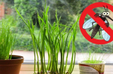 10 cách đuổi muỗi ra khỏi nhà vĩnh viễn, đơn giản, không còn con nào dám vo ve