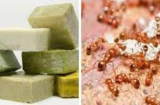 5 cách đuổi kiến ra khỏi nhà vĩnh viễn, vừa đơn giản lại rẻ tiền, ai cũng làm được