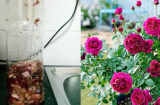 Trồng hoa mãi không nở, tưới thứ nước này vào nụ sẽ bật ra tua tủa, hoa rực rỡ quanh năm