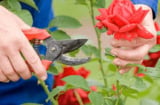 Hoa hồng ngày một cỗi, làm đúng mẹo nhỏ này mầm cây lên xanh mơn mởn, hoa nở rộ đúng Tết