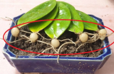 Cây kim tiền thích nhất thứ nước này: Ai biết cho uống, chồi và rễ sẽ mọc ra như nấm, dễ trổ hoa