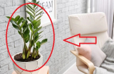 3 vị trí tuyệt đối không đặt cây kim tiền kẻo tiền bạc thất thoát, tài lộc đứt đoạn