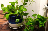 Trầu bà rất thích loại nước này, nửa tháng tưới một lần cây xanh mơn mởn, không sợ vàng lá