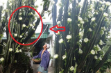 Các cụ dặn kỹ: 4 loại hoa 'tai họa' chớ đặt trong nhà kẻo tài lộc hao hụt, con cái bất hòa