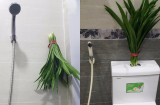 Đặt nắm lá này đặt vào nhà vệ sinh, cả tuần không dọn dẹp phòng vẫn thơm tho