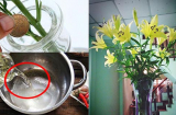Dùng nước lã cắm hoa là chưa đủ: Thêm thứ này vào hoa tươi roi rói, thơm lâu suốt 10 ngày