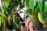 Dùng 2 loại nước này tưới cho cây kim tiền, chồi mới tranh nhau mọc, nhanh ra hoa