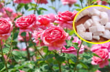Trồng hoa hồng cứ vùi thứ này vào đất, cây lớn nhanh như thổi, hoa đua nhau nở