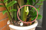 Nuôi cây kim tiền cứ nắm được 3 điểm này thì cành lá xum xuê, ra hoa gọi tài lộc vào nhà