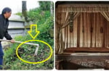 Ông bà ta dặn chẳng sai: 3 không trồng trước mộ, 4 không đặt trên giường kẻo bại vong, con cháu nhớ cho kỹ