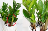 Trồng kim tiền cứ nửa tháng đổ 1 thìa nước này vào gốc, thân cây béo mập, chồi lên ầm ầm