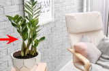 Thầy phong thủy chỉ: Đặt cây kim tiền đúng cung Tài lộc, tiền tự chảy vào nhà, đó là vị trí nào?