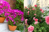 Trồng hoa hồng, hoa giấy nhất định phải làm việc này vào mùa đông, năm sau hoa nở gấp đôi