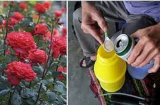 Cây cảnh vàng lá, ít hoa chỉ cần tưới 'thần dược' này, hoa nở rộ, lá tốt bời bời