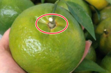 Mua cam cứ nhìn lướt điểm này, chỉ 1 giây là biết cam Trung Quốc hay Việt Nam