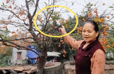 Các cụ nhắc nhở: 'Nghèo cũng đừng chặt 3 cây này, con cháu về sau hưởng đại phúc', đó là cây gì?