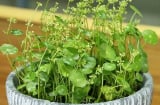 3 loại cây ra hoa là 'điềm gở' báo hiệu xui xẻo, tai họa giáng xuống gia chủ cần hết sức lưu ý